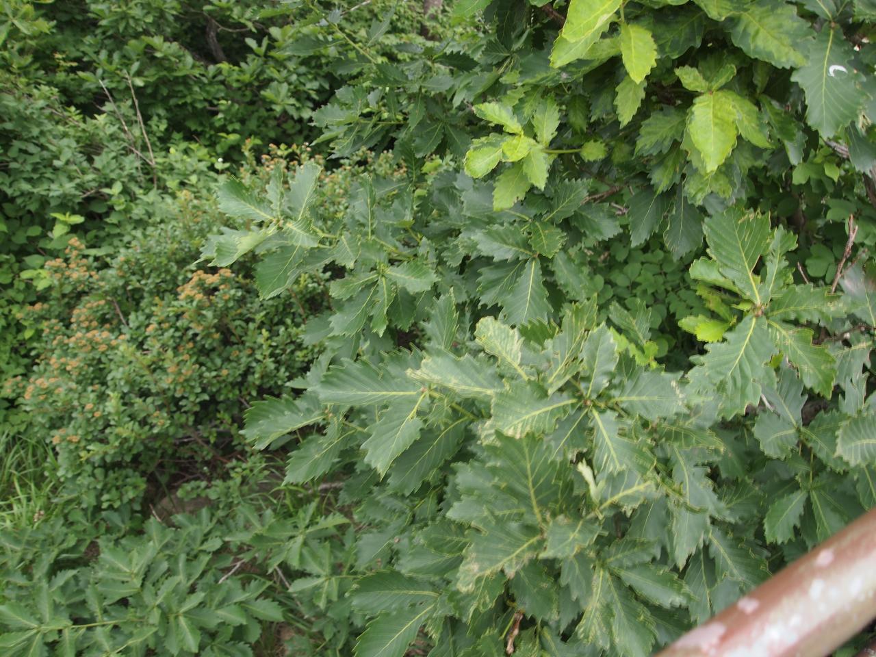 the top view of several bushes, one with large leaves