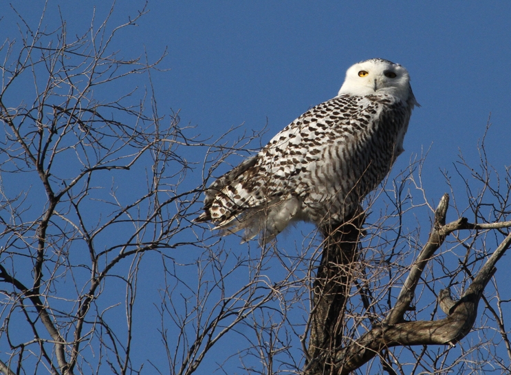 a white and brown bird perched on top of a tree