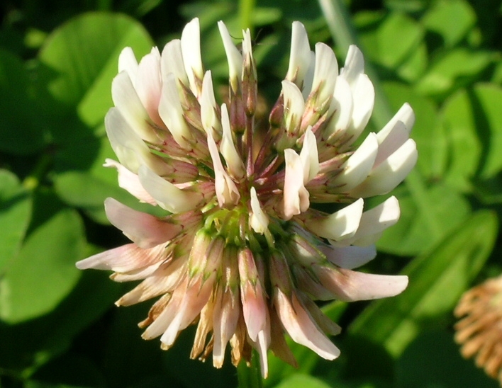 a close up view of a white flower blooming