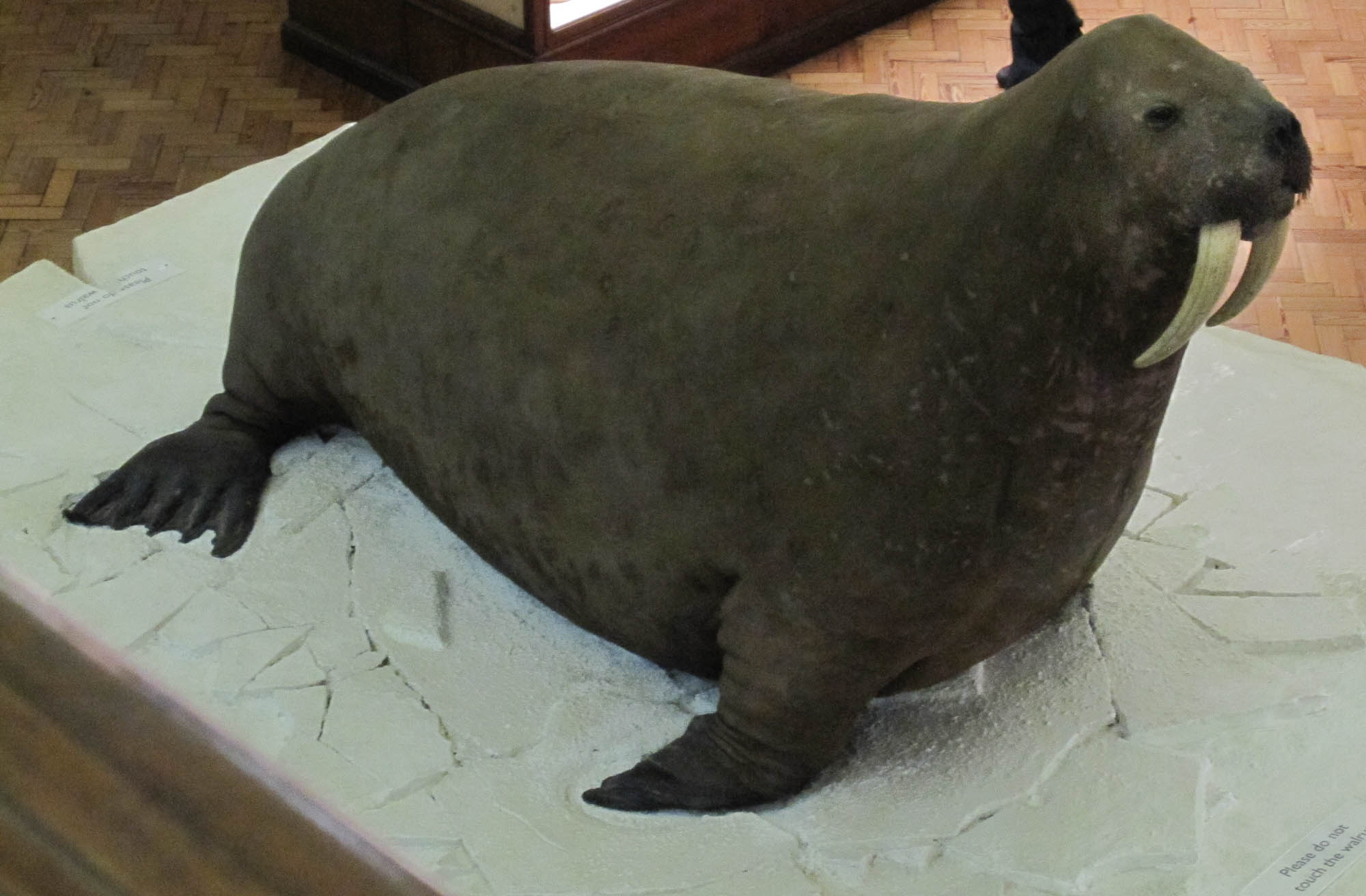a seal with an oval shaped object on it's stomach