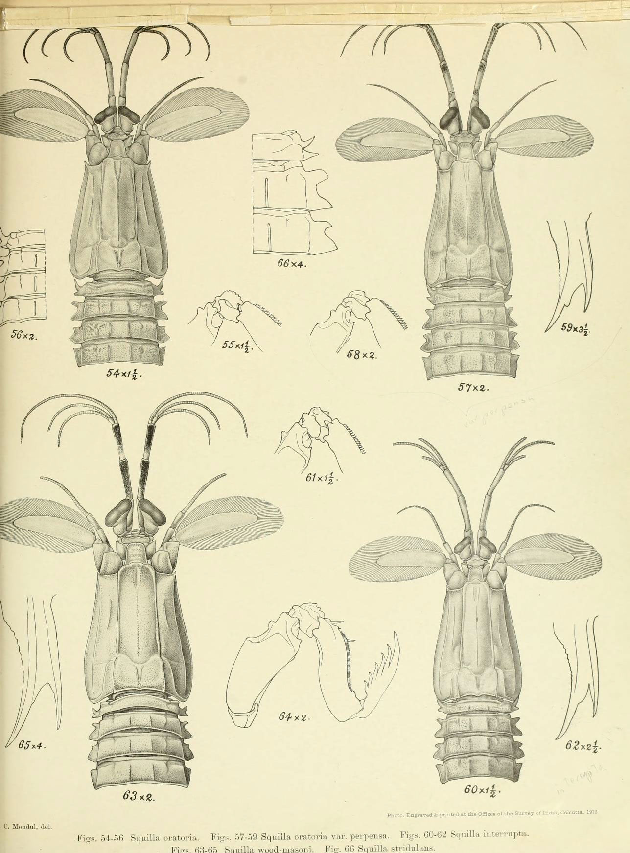 an open book that shows a variety of insect's