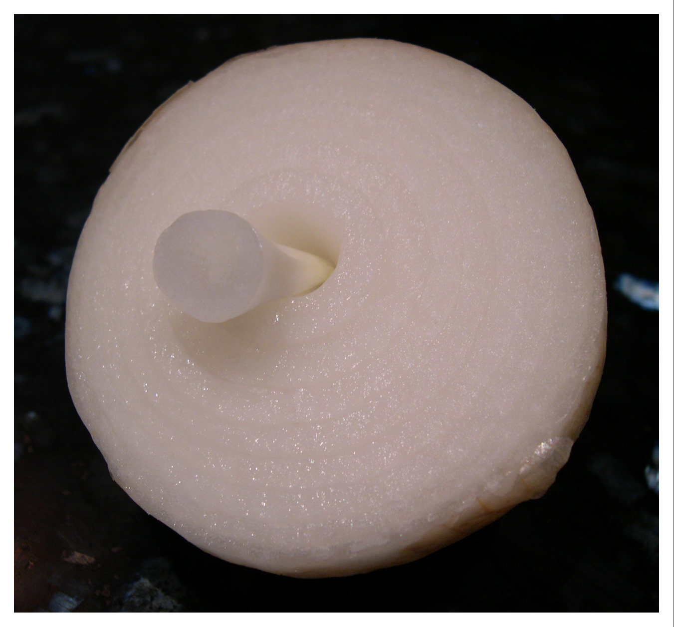 a white apple on a black table with a white object sticking out of it