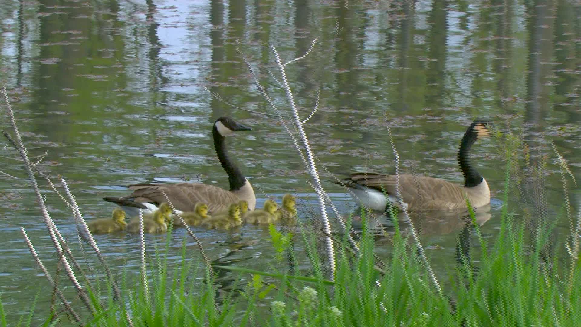 ducks and baby ducks are swimming on the pond