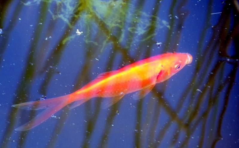 a colorful fish is in the water, and is floating