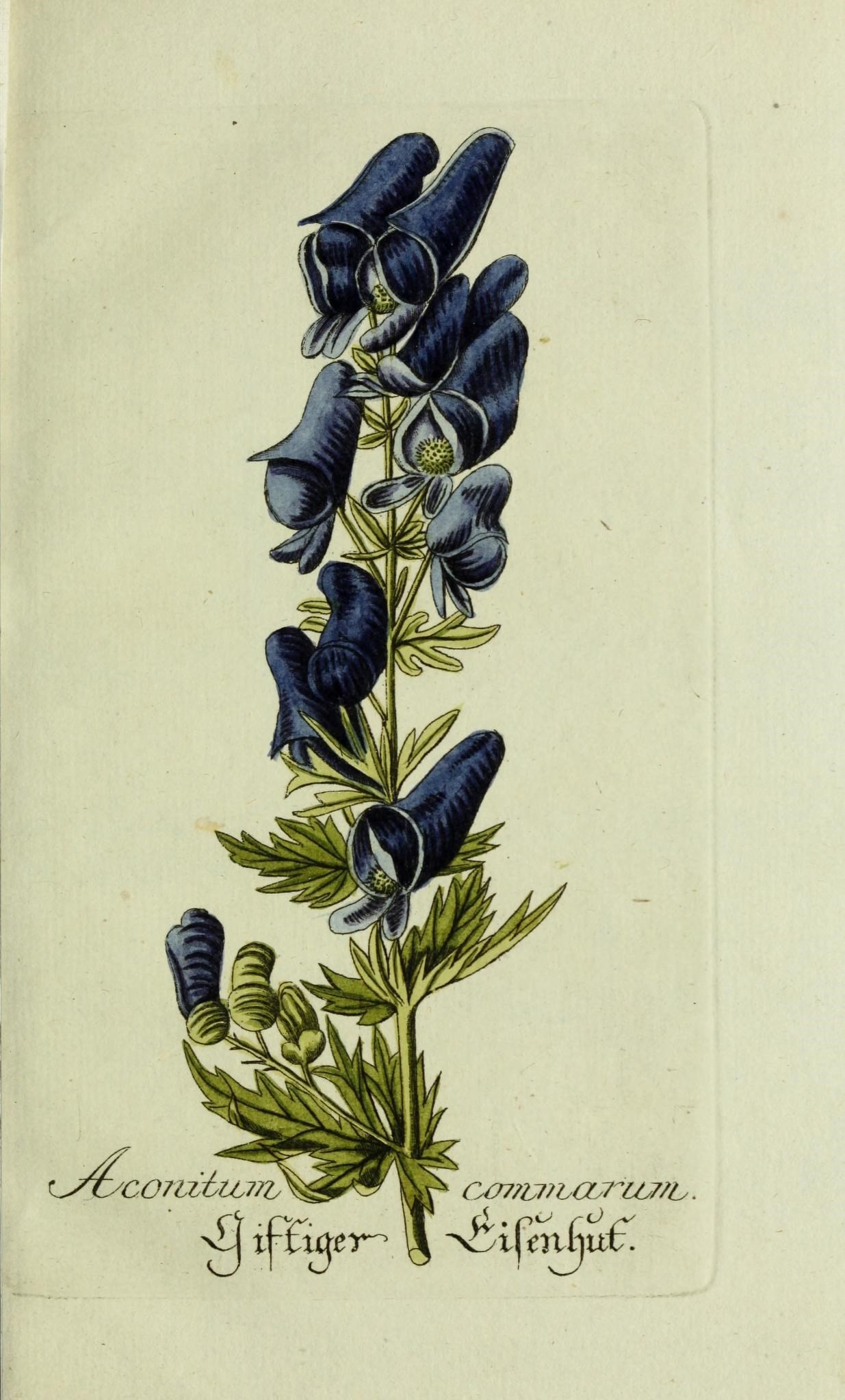 an antique botanical drawing with blue flowers on a nch