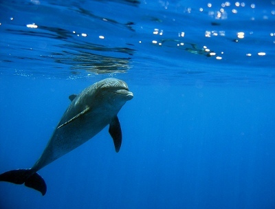a seal swimming in the ocean near the surface