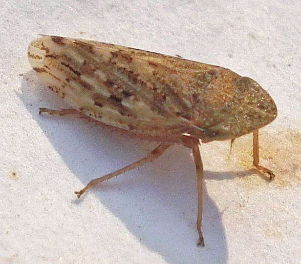 a brown bug sitting on a white surface