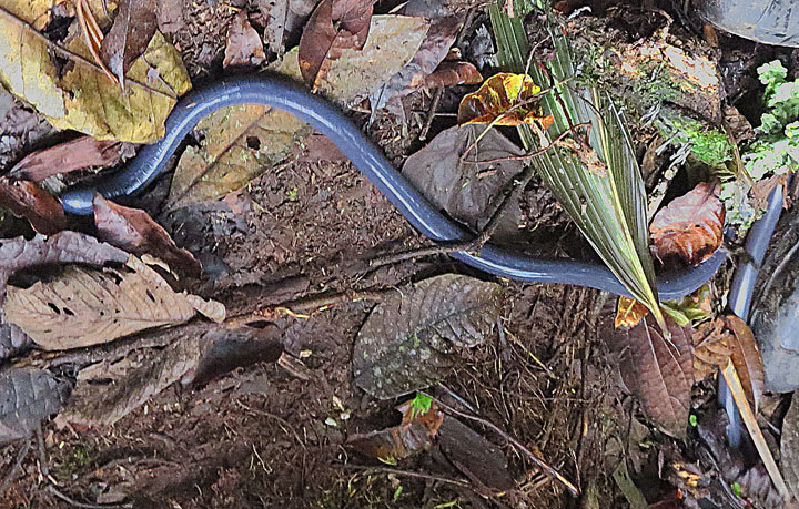 there is a blue snake on the ground