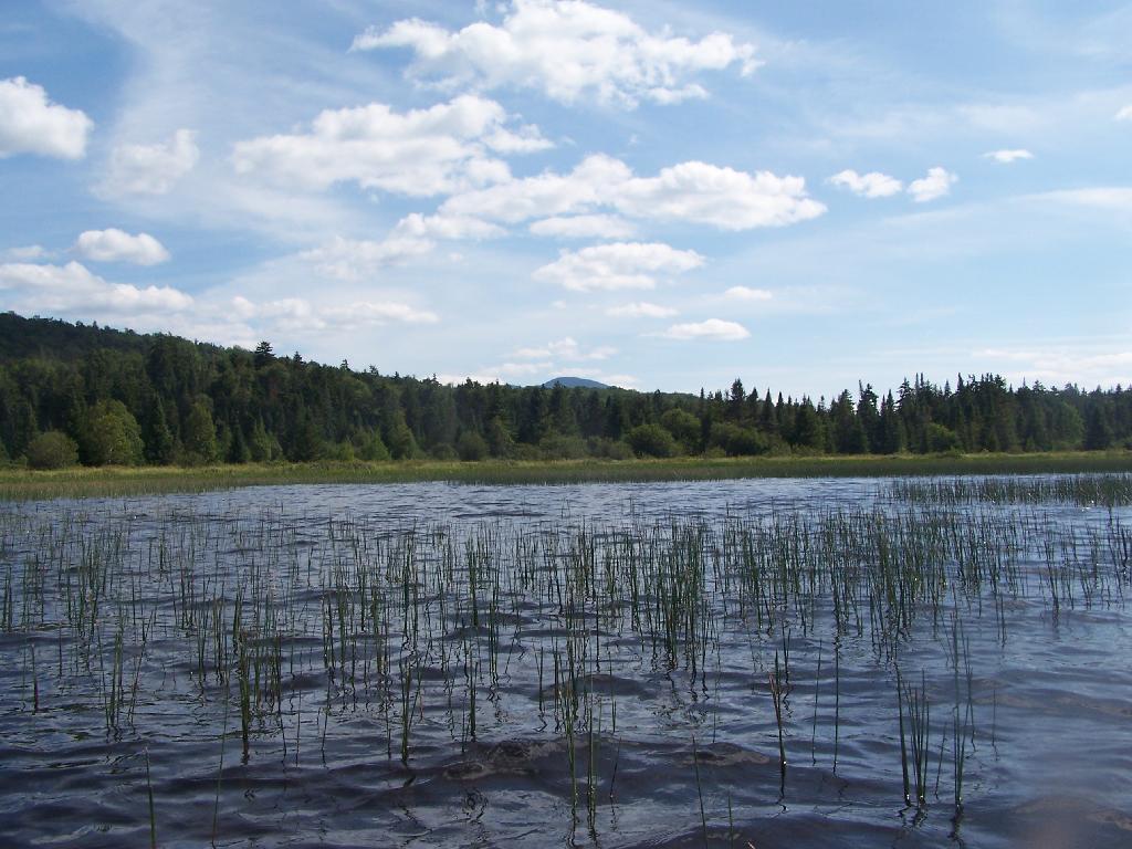 a lake with lots of small trees and grass in the water