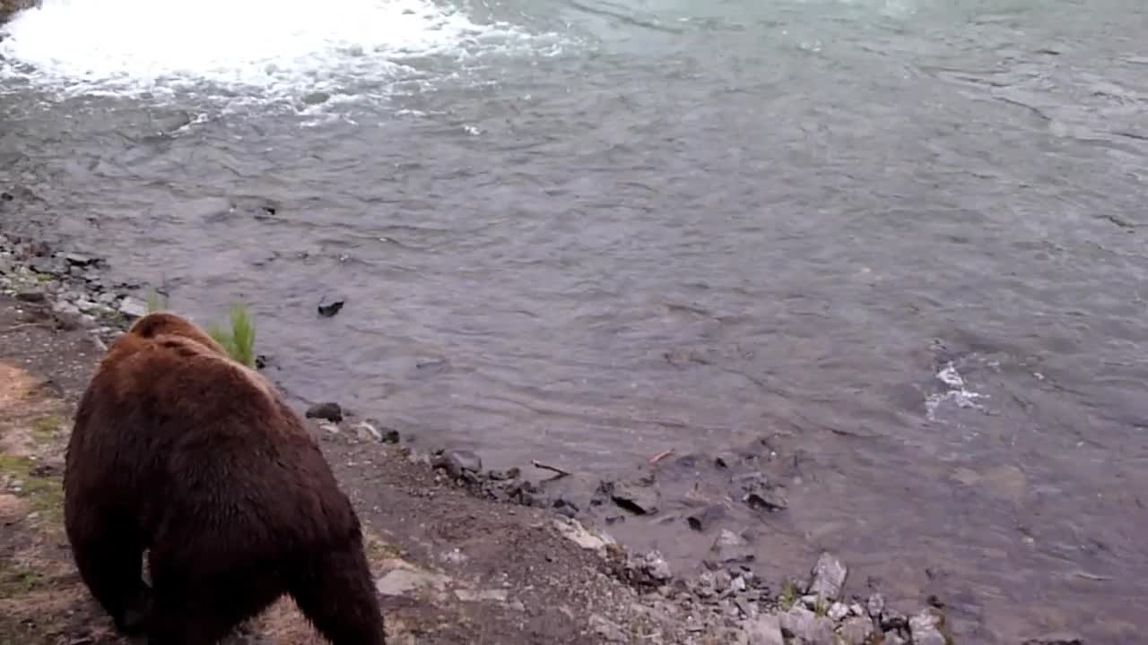 a brown bear looks down at the water