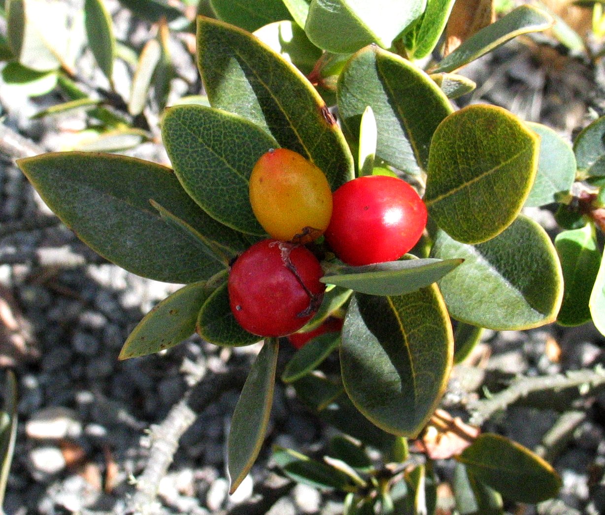 small red fruits on a green stem on a plant