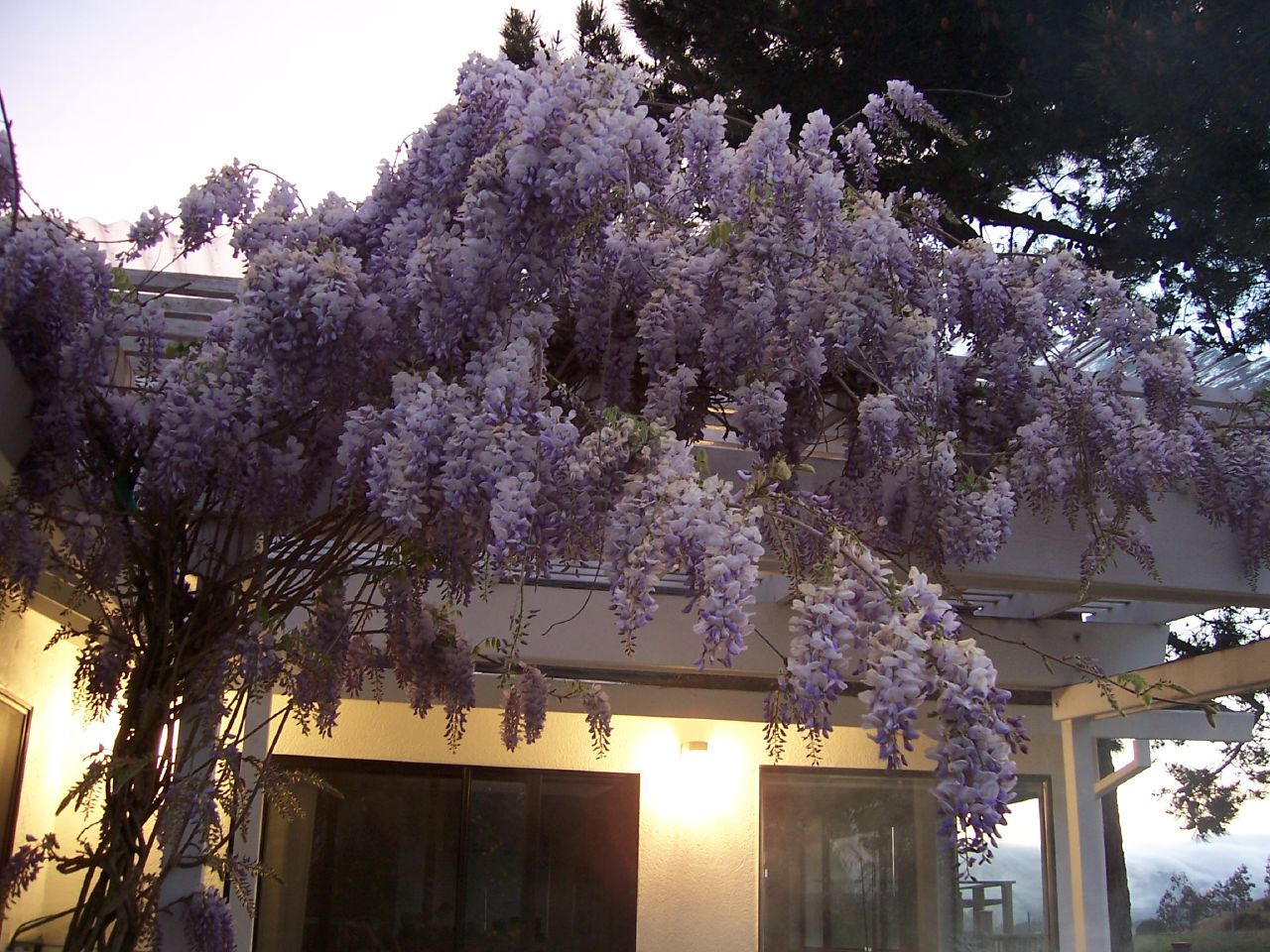 a purple flower hangs from a tree outside a home