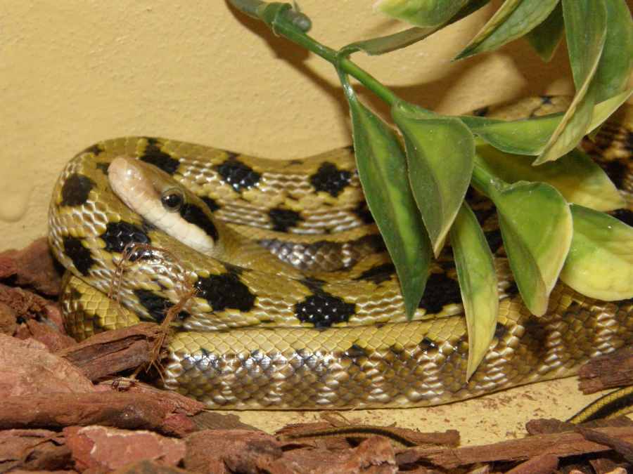 a snake on top of leaves looking into the camera