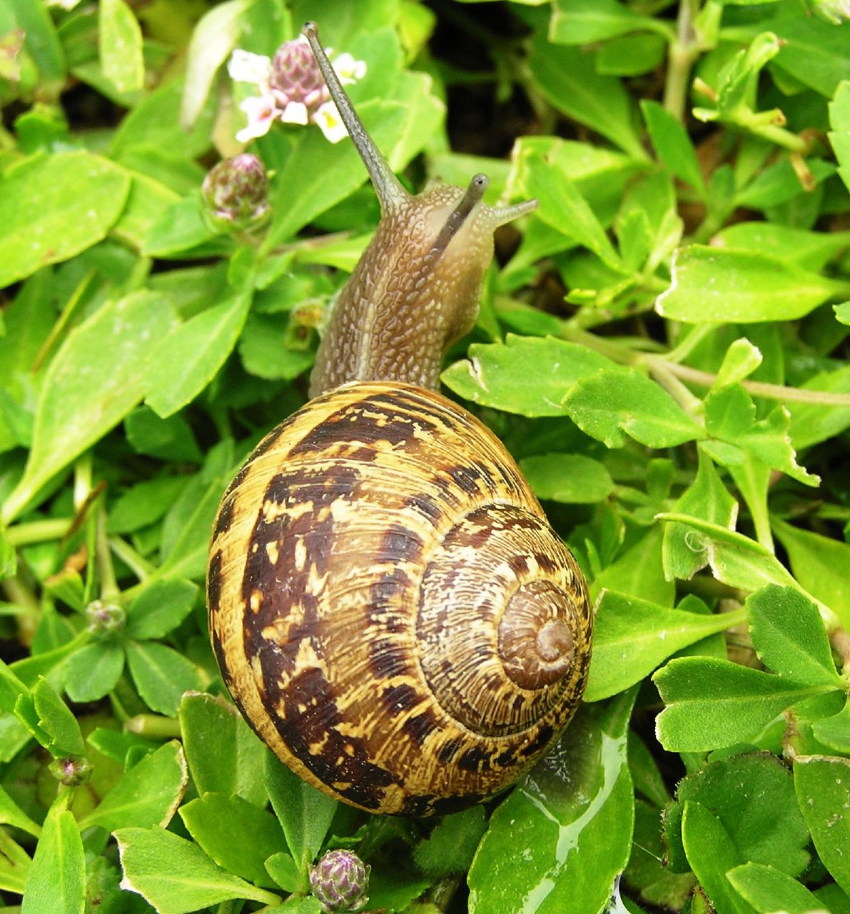 a snail crawling on top of green plants