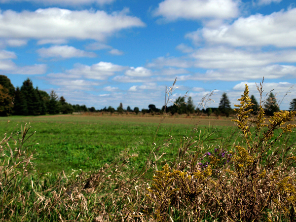 a field with some trees in the background