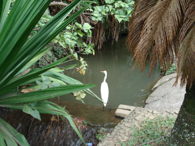 the white bird is standing in the water