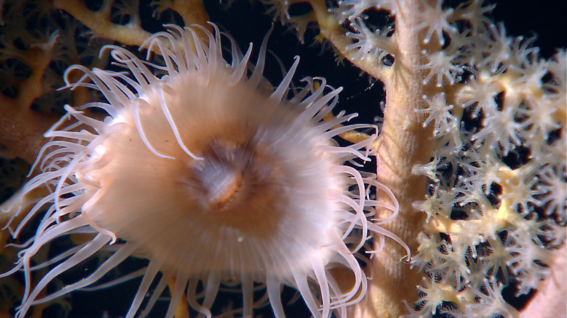 a close up view of an aquatic sea anemone
