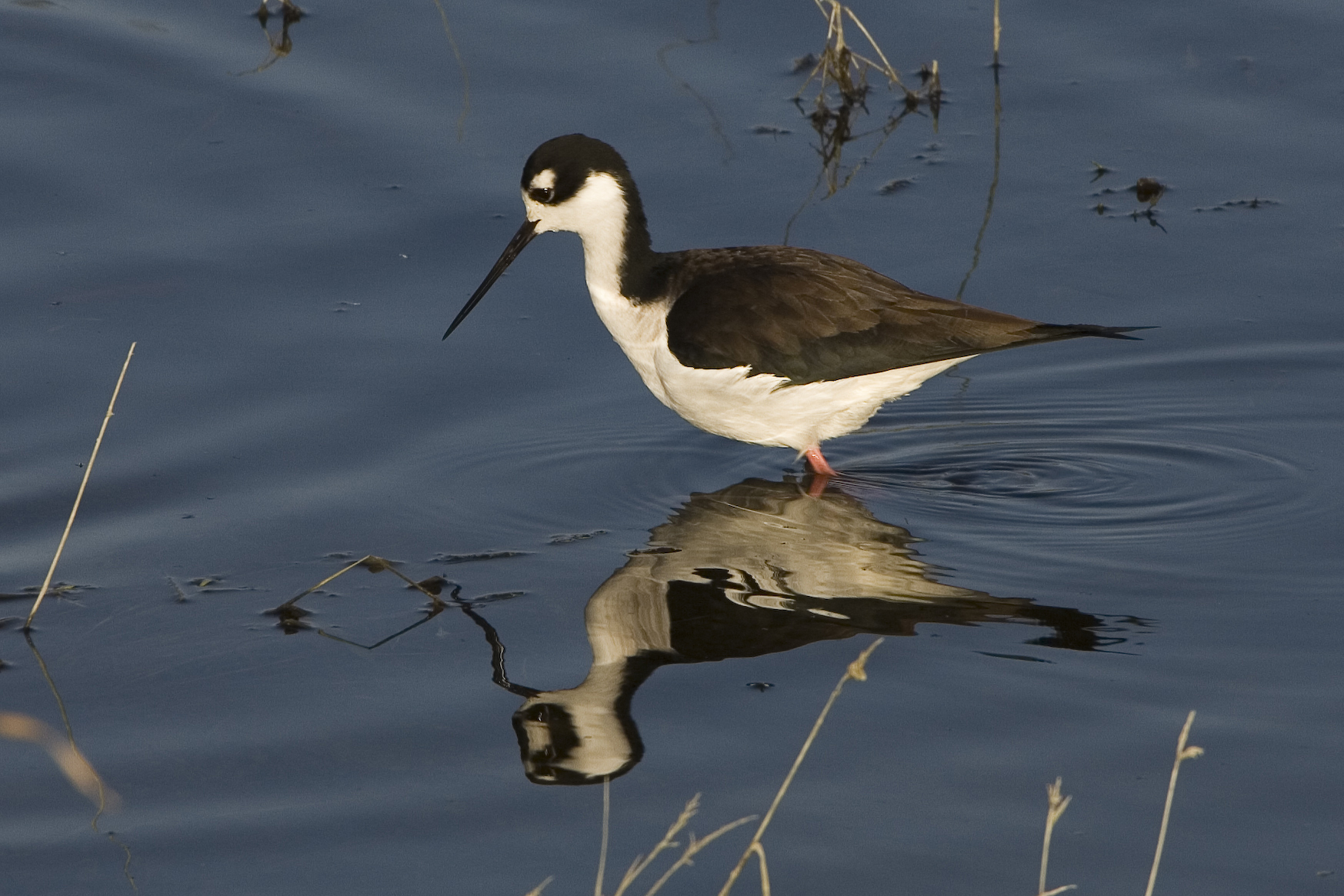 a little bird stands on the edge of some water