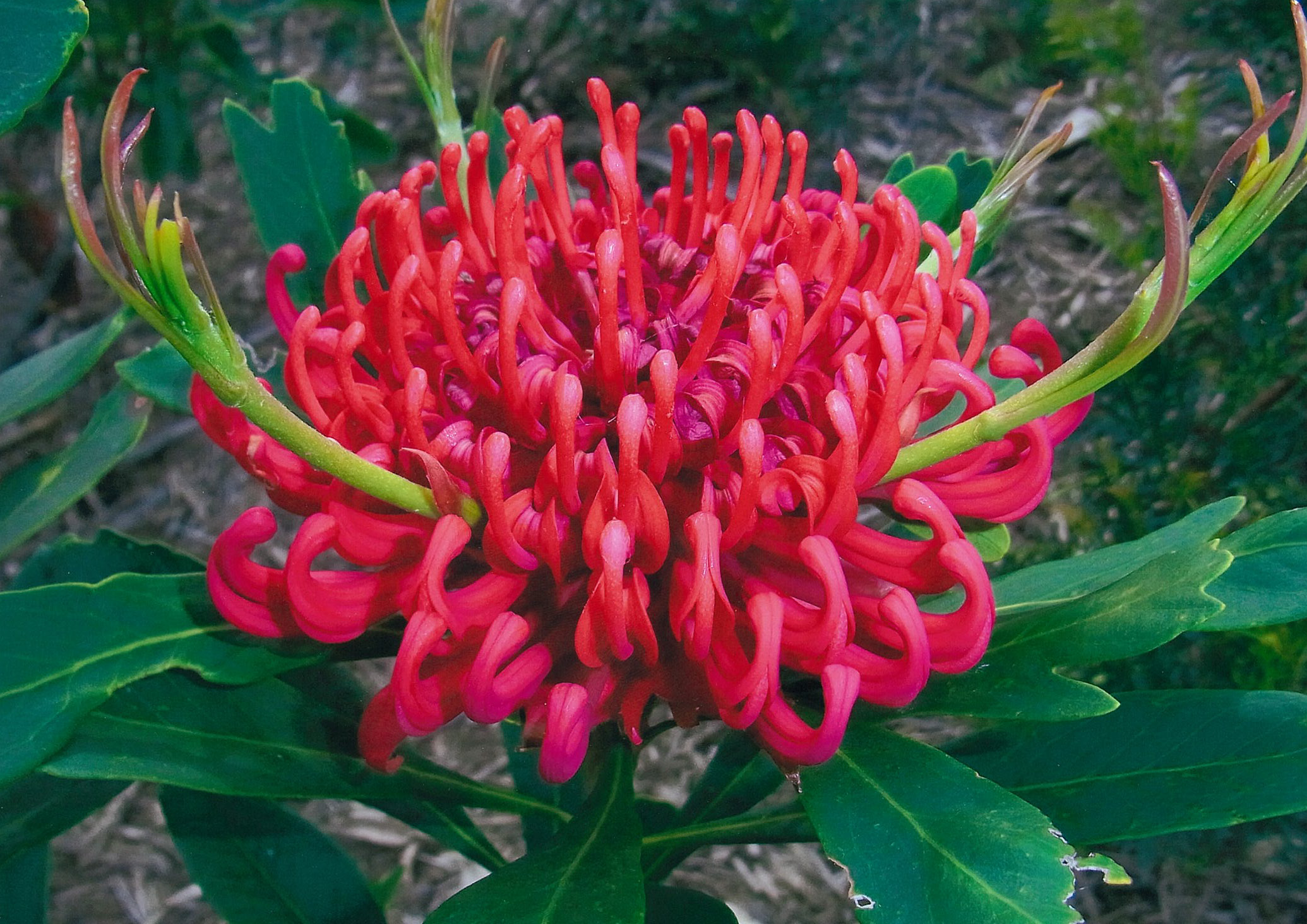 red flower with green leaves around it