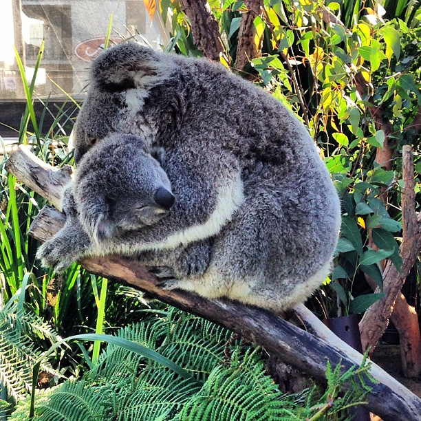 a koala bear is laying on the nches in the bushes