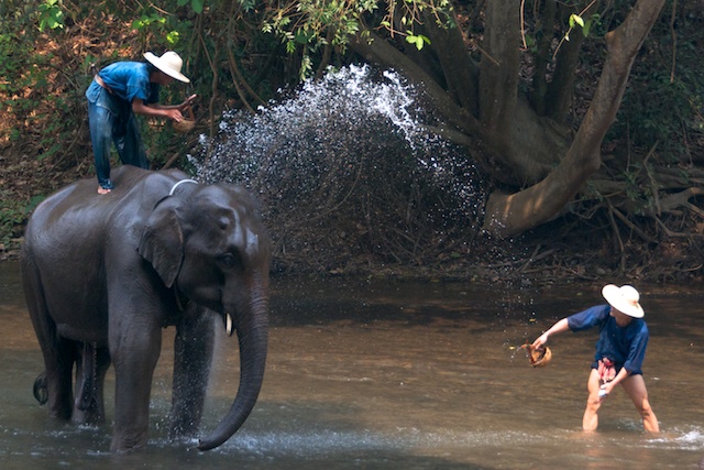 a man is cleaning an elephant in the water