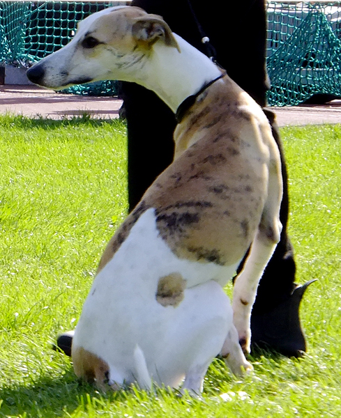 a dog stands next to its owner, who is sitting on the grass