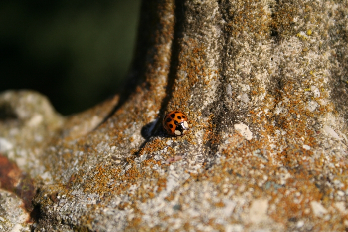 a little bug crawling up on the side of a rock