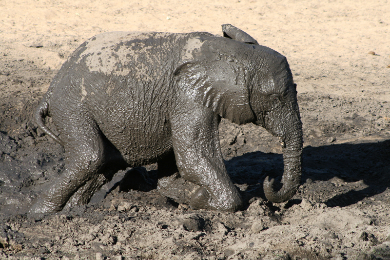 an elephant is wet in the mud near a tree