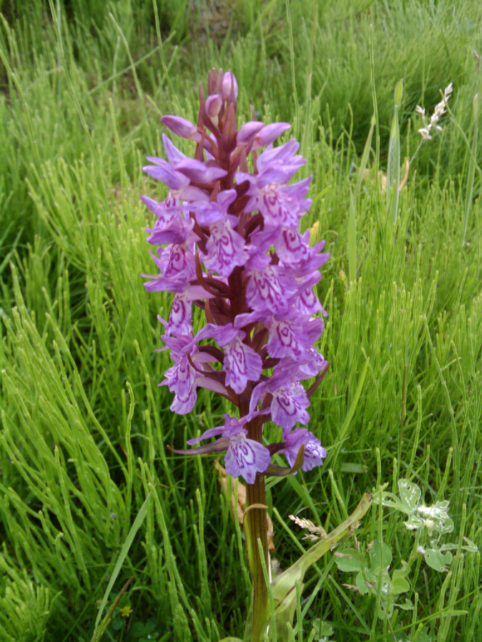 the purple flowers are blooming in a field