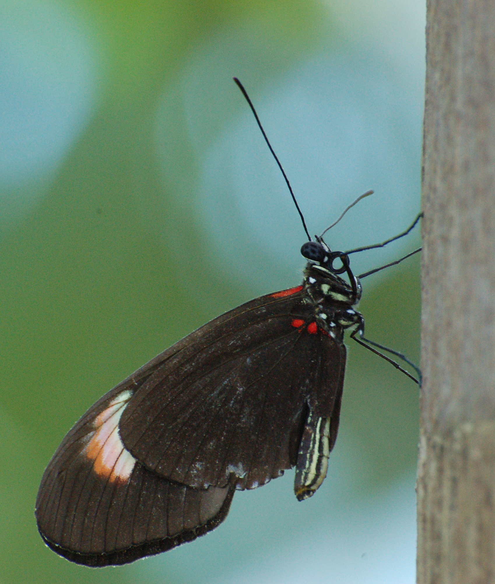 a brown, black and orange erfly sitting on top of a tree