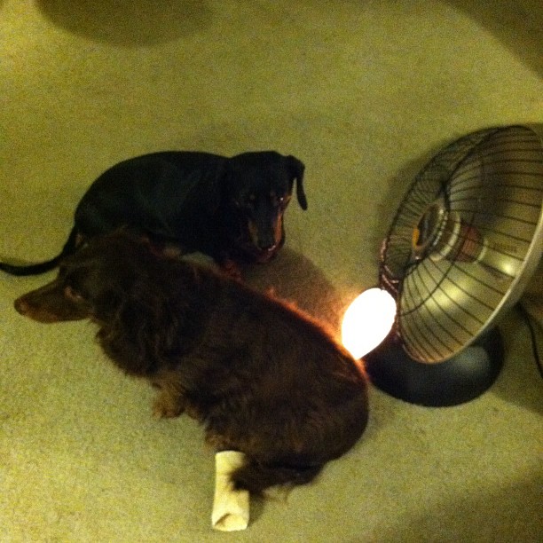 two dogs sitting beside a small lamp on the floor