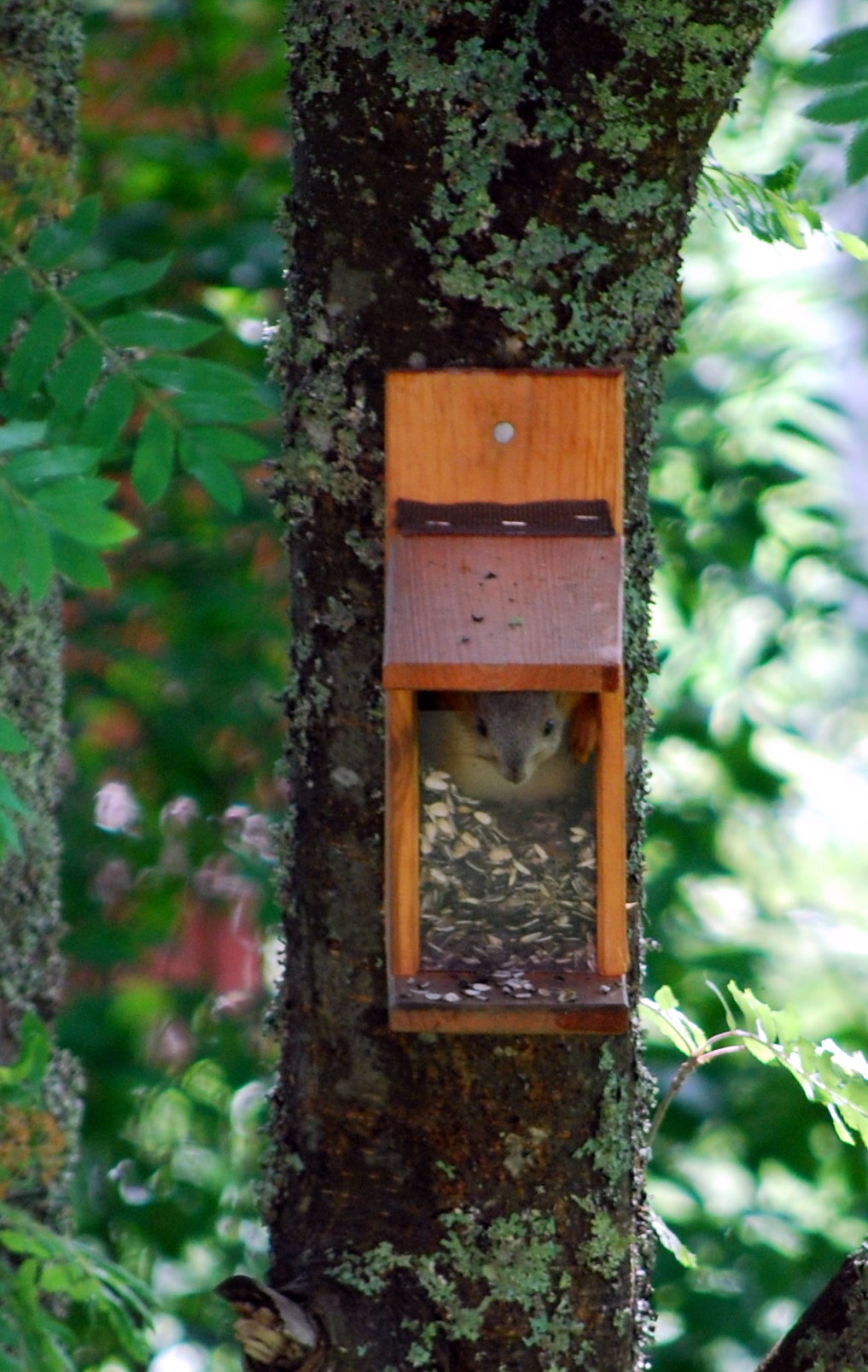 a birdhouse that is stuck to a tree