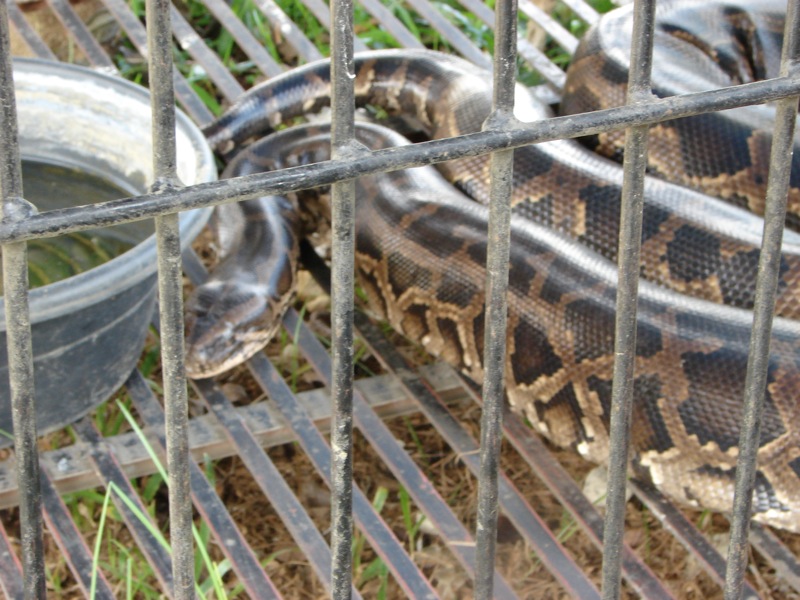 a large snake is on the ground by a tub