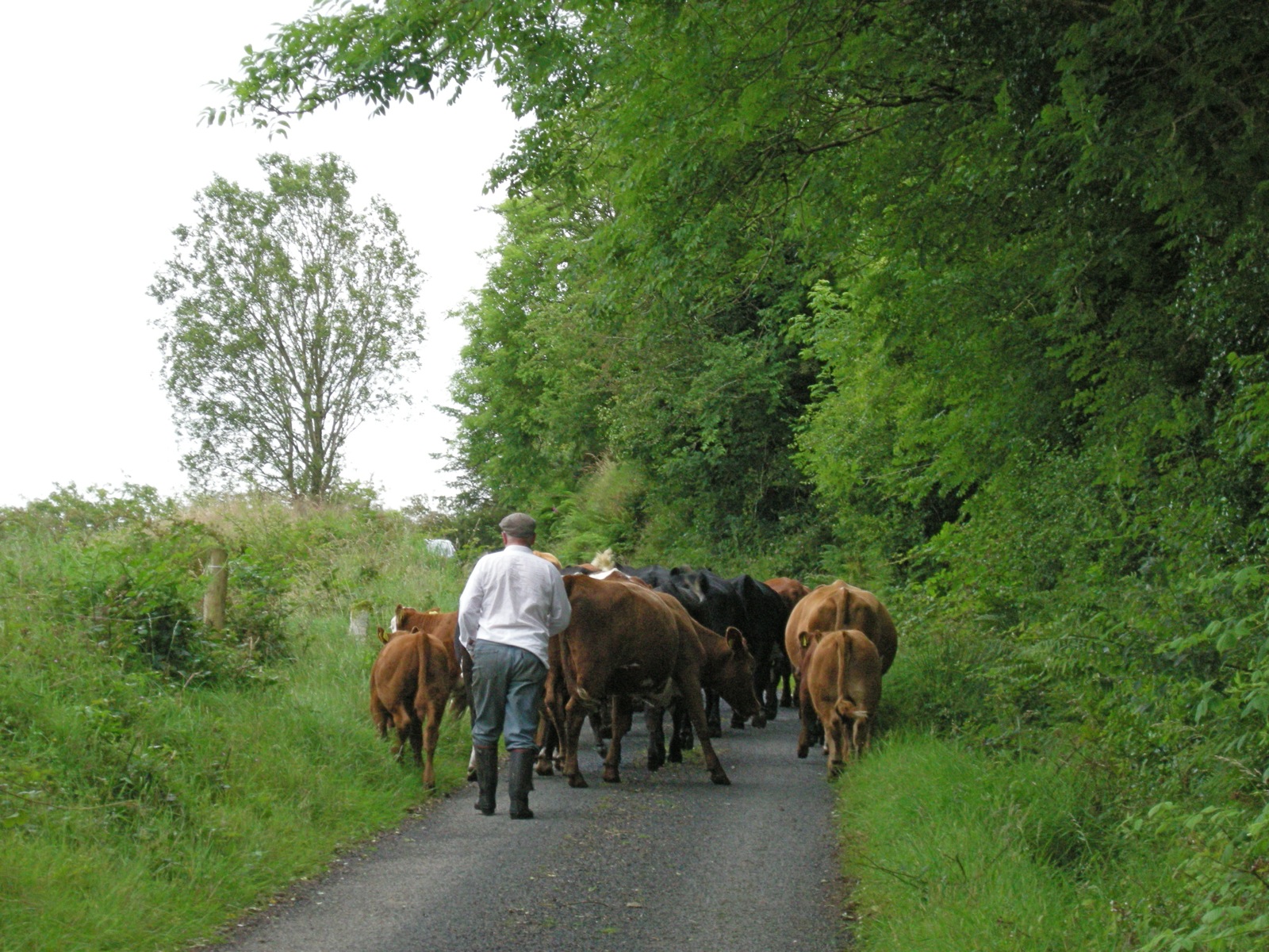 cattle walk down the road as a man herds them