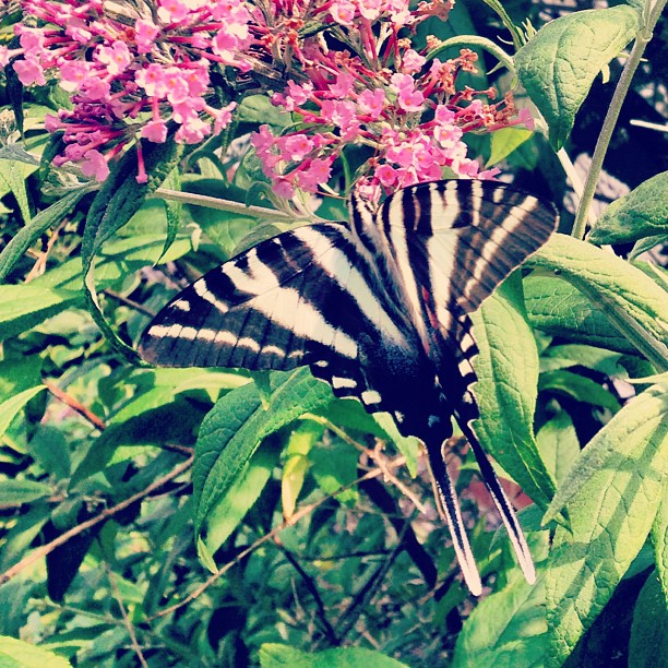 a erfly that is standing on top of a plant