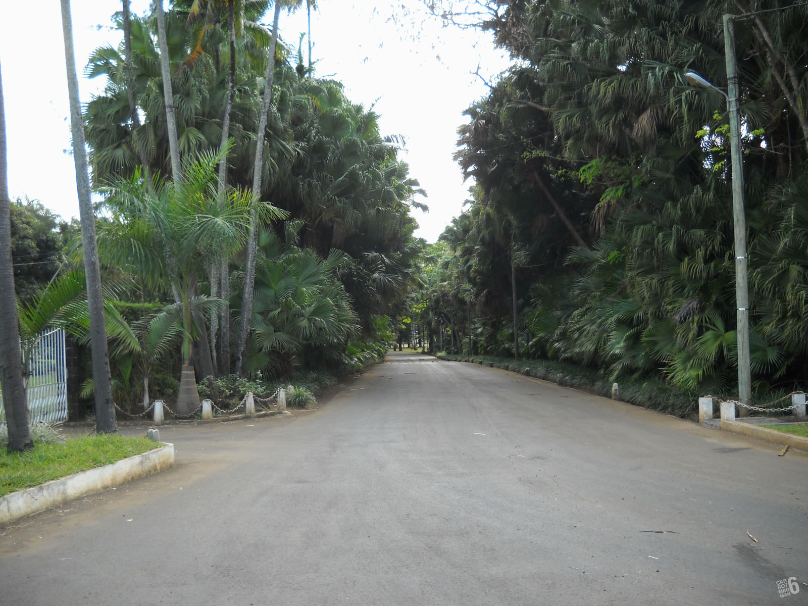 an empty road surrounded by lush green trees