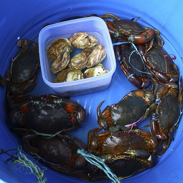three blue containers filled with lobsters next to an empty container