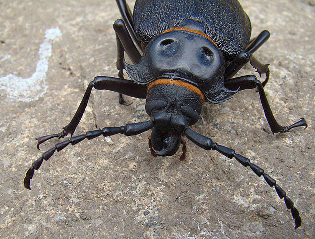 a large black insect sitting on the ground