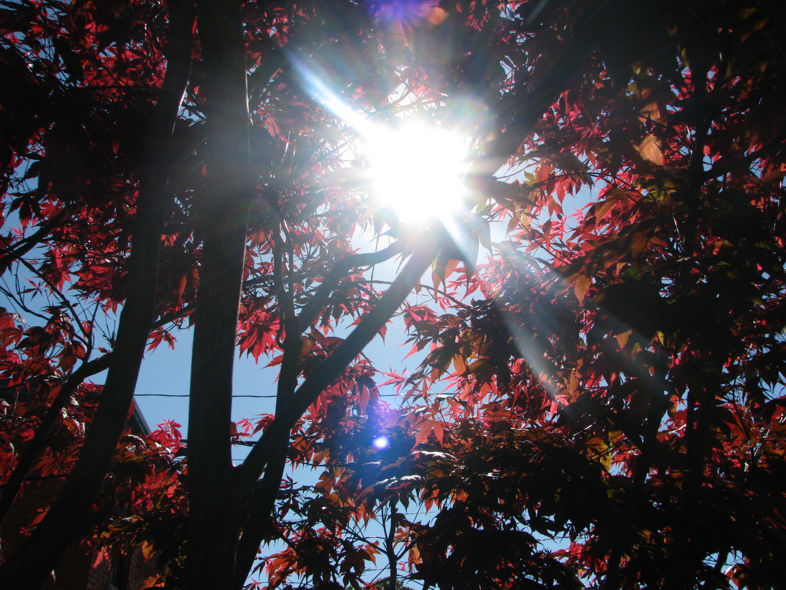 sun peeking through the leaves of a tree