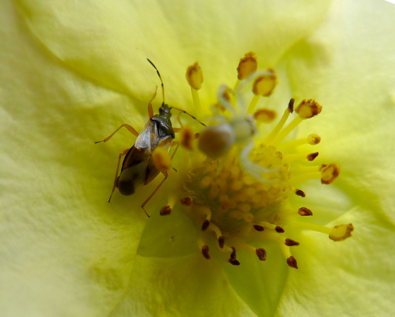 some green and yellow bugs in the center of a flower