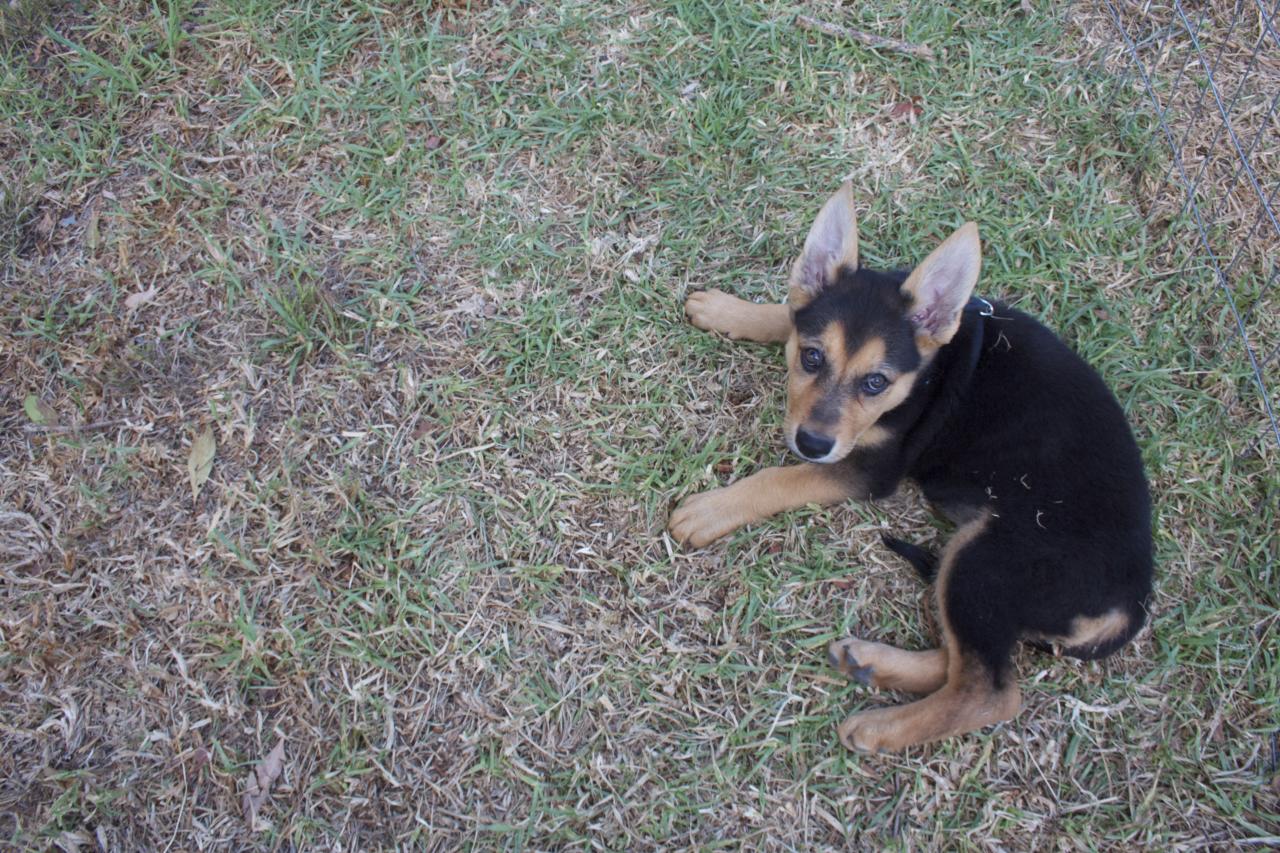 a small black and brown dog sitting on the grass