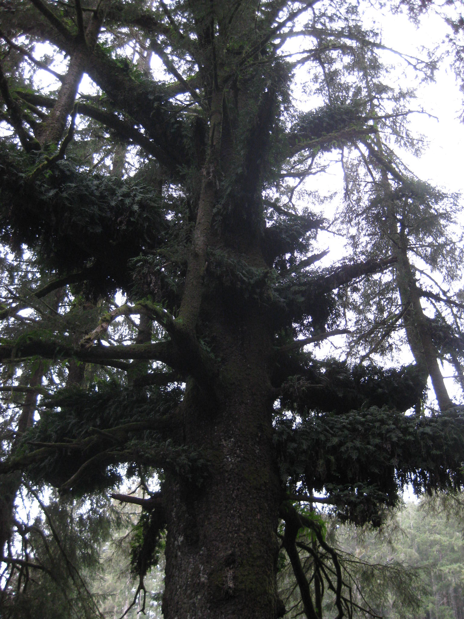 this is an up close look at a large tree