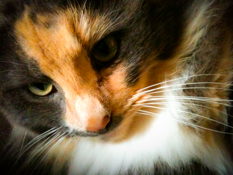 an orange, black, and white cat with whiskers