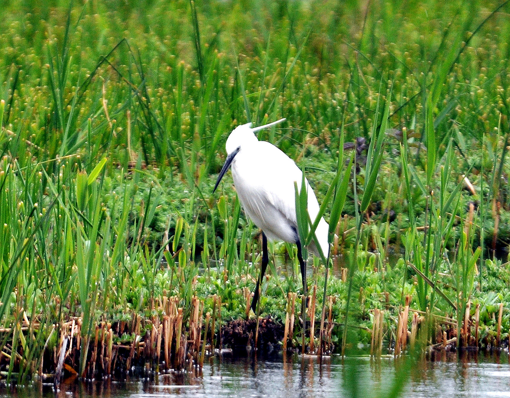 a large white bird standing on a river bank