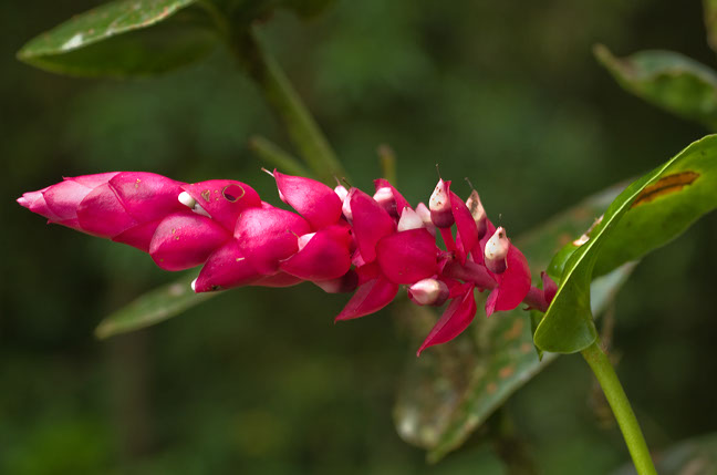 a bright red flower is on a green stalk