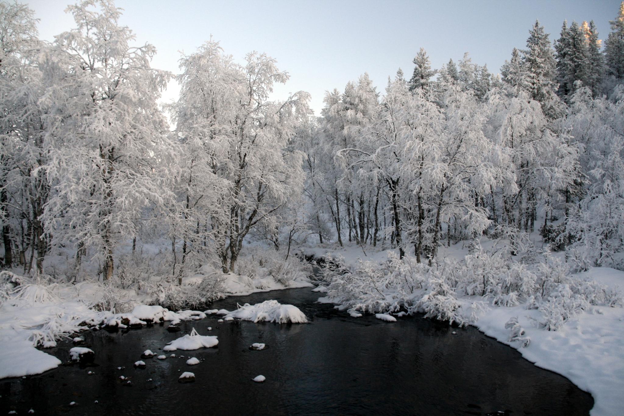 a small stream surrounded by snow covered trees