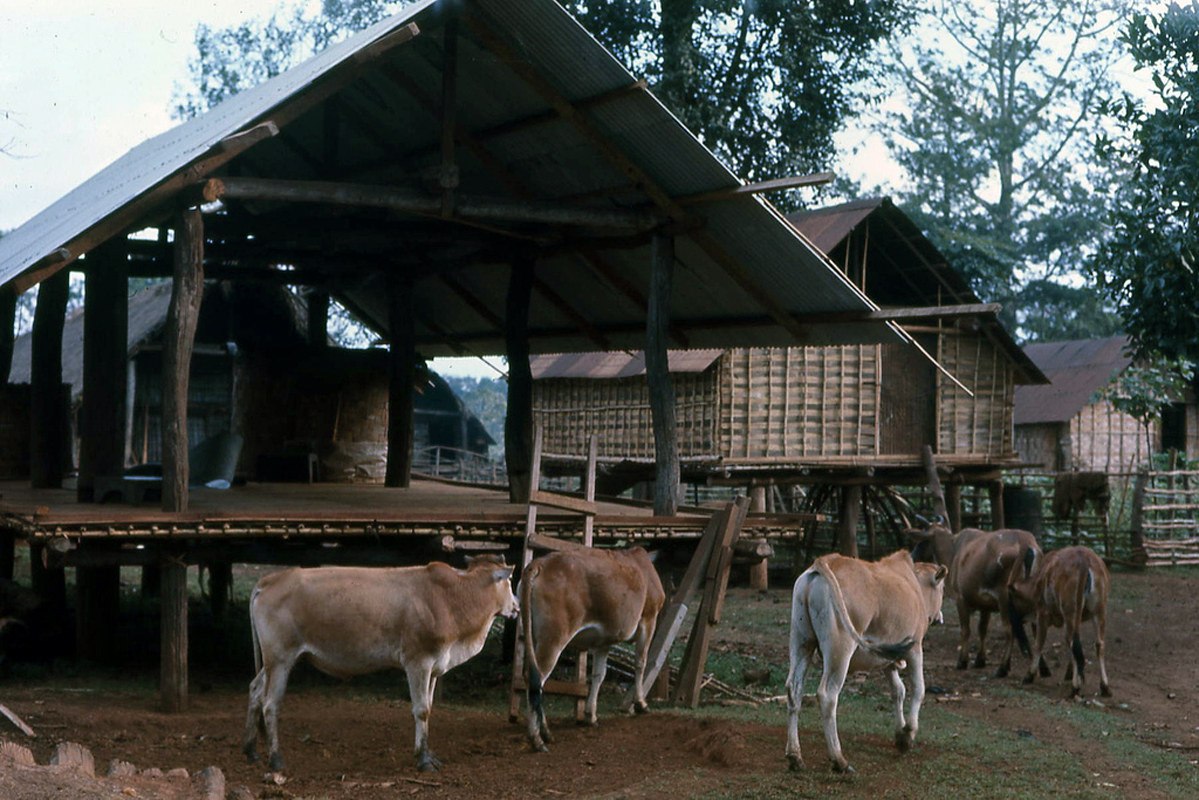 some cows standing around in the dirt outside a home