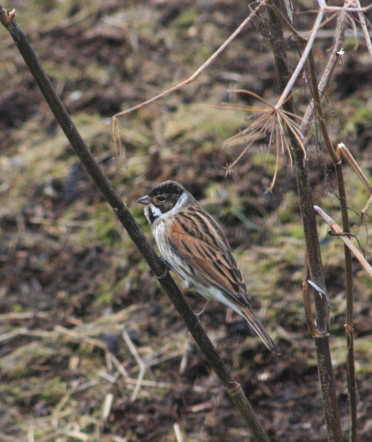 small bird perched on a tree nch in an area of dead grass and dirt