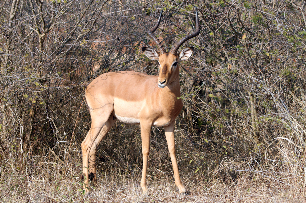 an antelope standing in the middle of brush