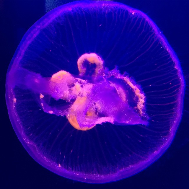 a jellyfish looking into a round object in water